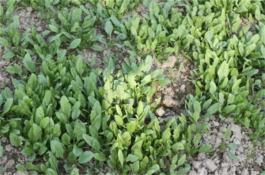 种植菠菜怎么做容易发芽