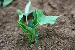 高山地区花椰菜无公害栽培