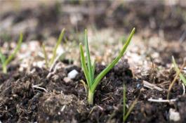 青花菜保鲜技术