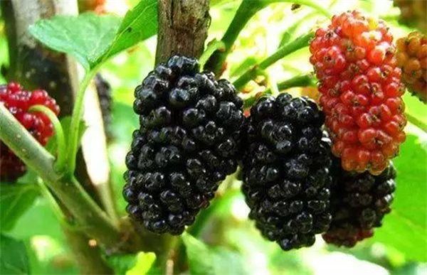 如何提高桑葚种植的成活率