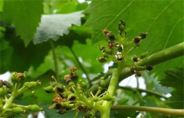 葡萄萌芽期的管理技术