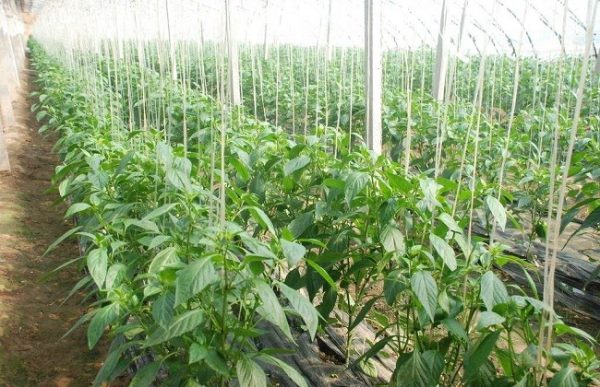菜椒要怎么种植