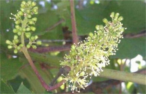 葡萄萌芽期的管理技术