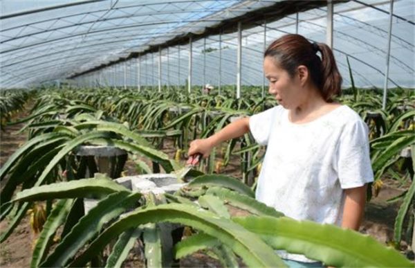 火龙果修剪有什么用