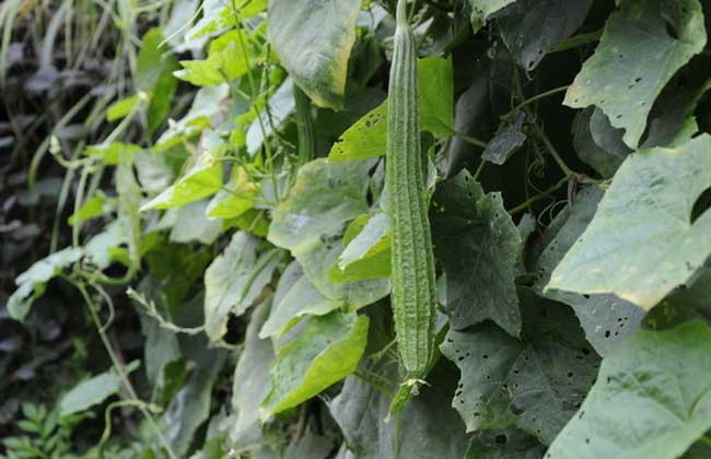 丝瓜病虫害防治技术