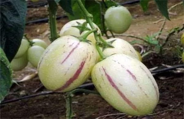 香瓜茄的种植方法