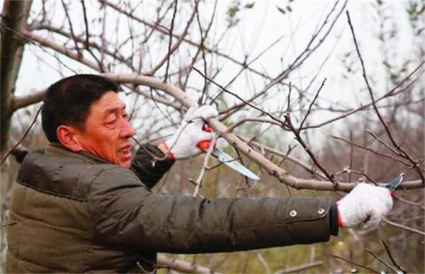 果树抽条怎么办