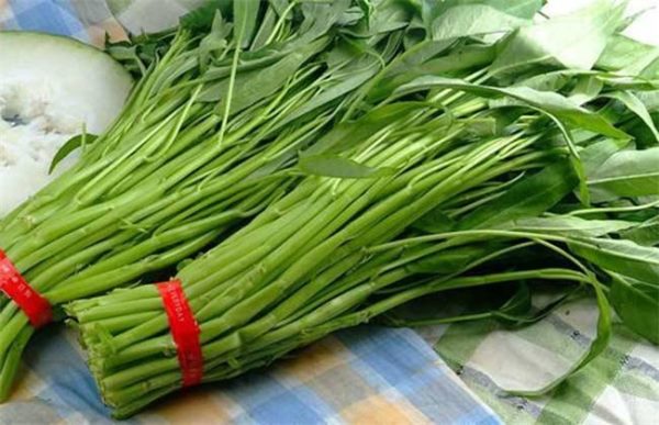 空心菜的无土栽培技术