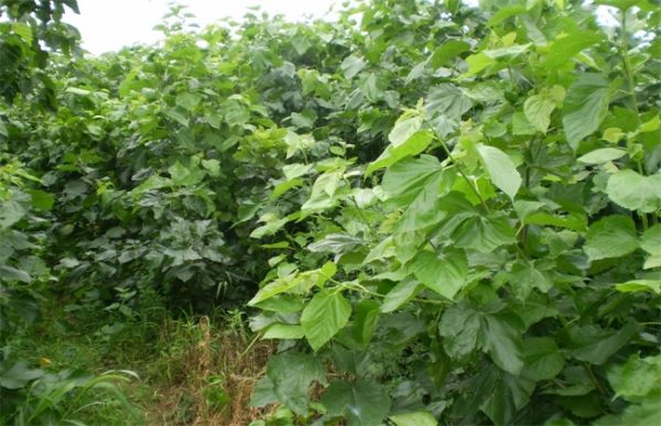 如何提高桑葚种植的成活率