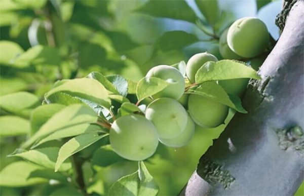 青梅种植的方法
