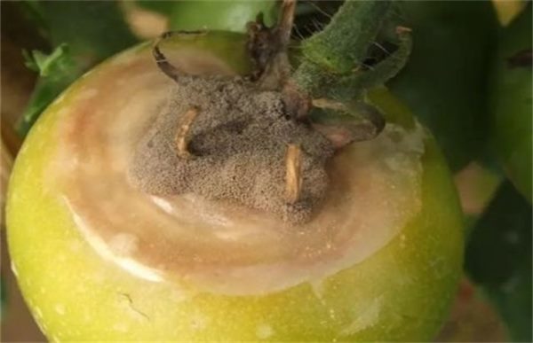 秋季西红柿的常见病害及防治