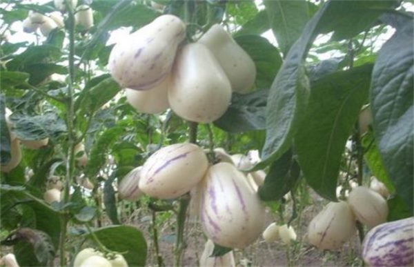 香瓜茄的种植方法