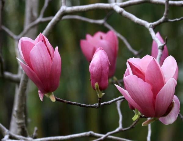 紫玉兰怎么施肥?