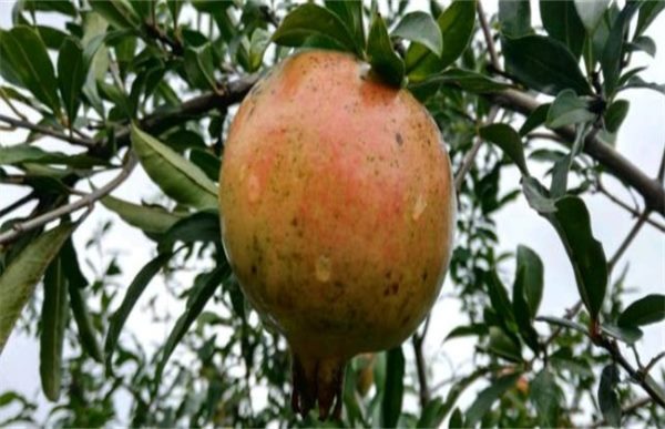 石榴该如何浇水