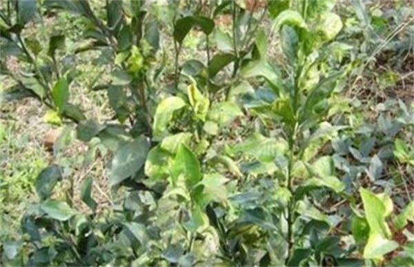 沙糖桔常见病虫害的防治方法