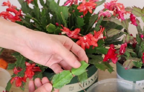 这样扦插繁殖蟹爪兰 冬天也能快速成活