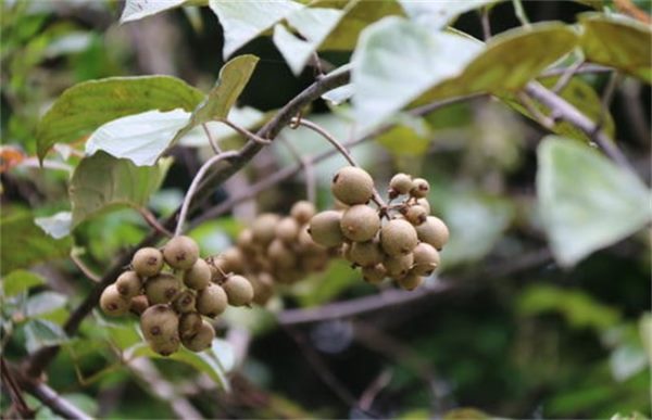 猕猴桃花果期管理要点