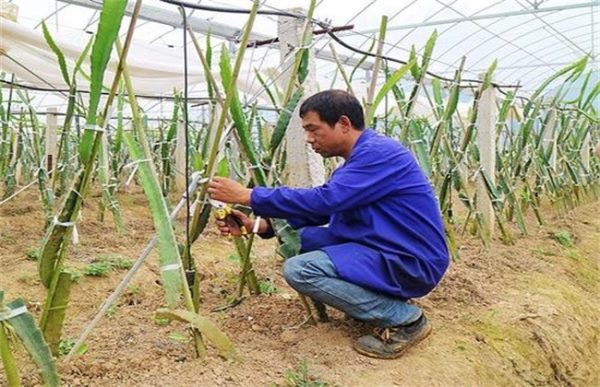火龙果修剪有什么用