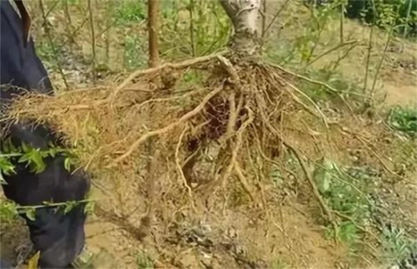 果树烂根原因及防治措施