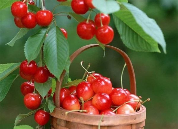 樱桃的盆栽种植方法