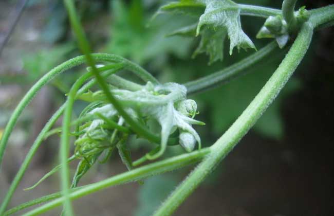 丝瓜病虫害防治技术