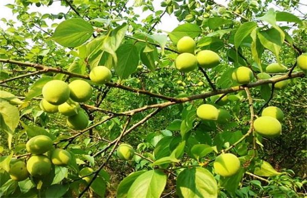 青梅种植的方法
