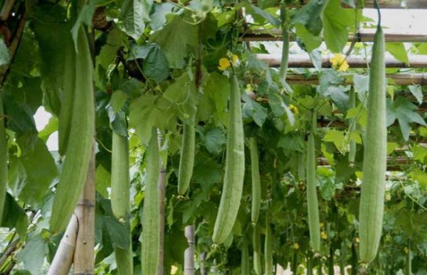 丝瓜病虫害防治技术