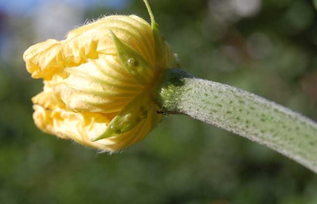 丝瓜病虫害防治技术