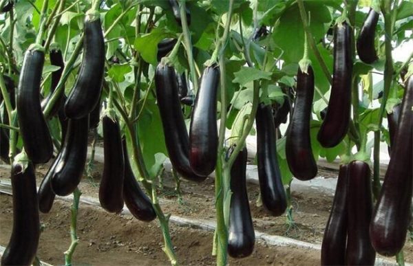 茄子着色不良的原因