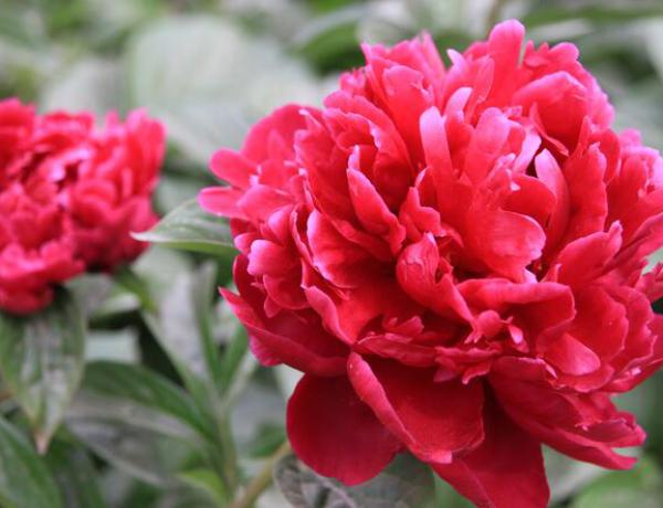 牡丹花怎么养?新手养牡丹花需要注意什么?
