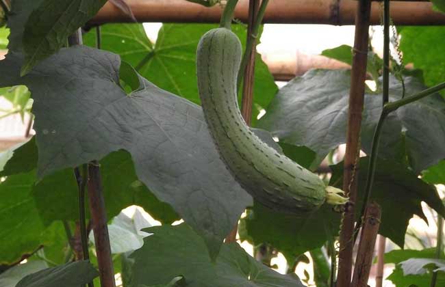 丝瓜病虫害防治技术