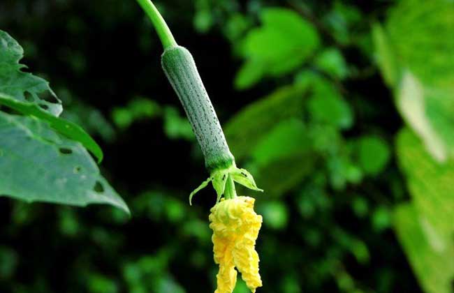 丝瓜病虫害防治技术