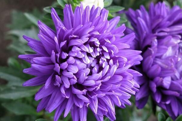 如何延长菊花的花期 保证养分以及光照充足