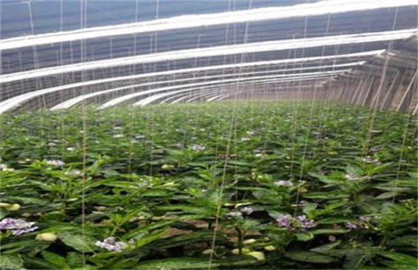 香瓜茄的种植方法