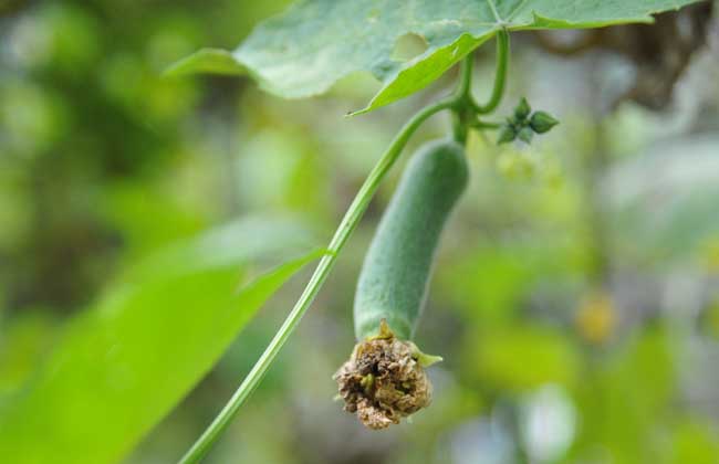丝瓜病虫害防治技术