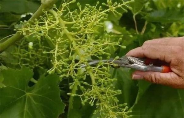 葡萄萌芽期的管理技术