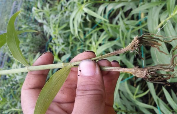 荔枝旺长不开花解决方法