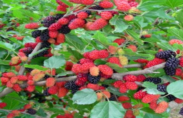 如何提高桑葚种植的成活率