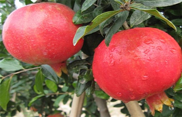 软籽石榴种植的注意事项