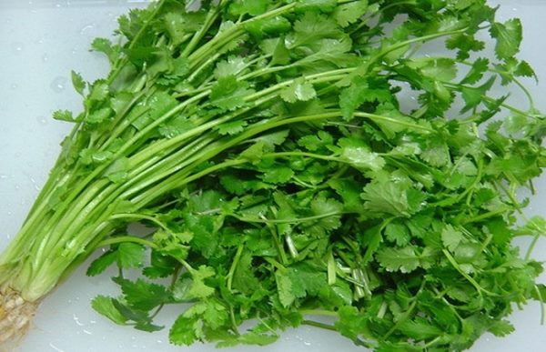 香菜的种植时间与方法