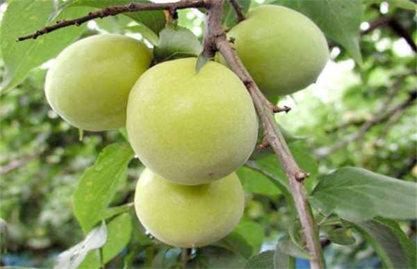 青梅种植的方法