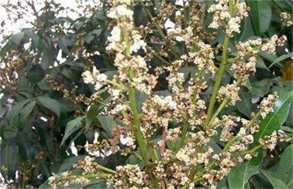 荔枝旺长不开花解决方法