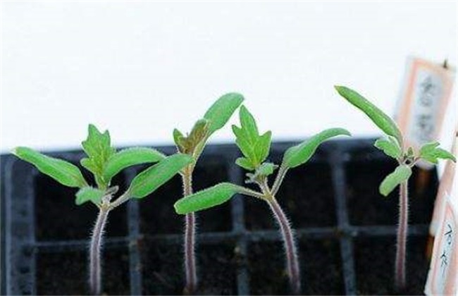 圣女果育苗期管理要点