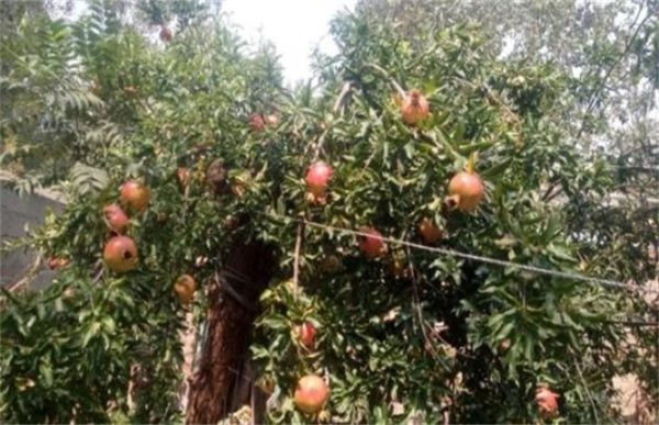 石榴该如何浇水