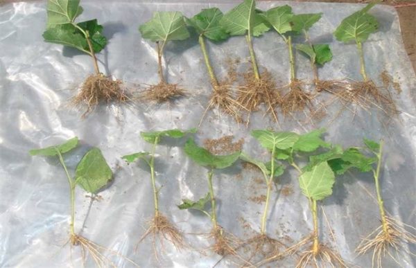 榛子树苗什么时候栽