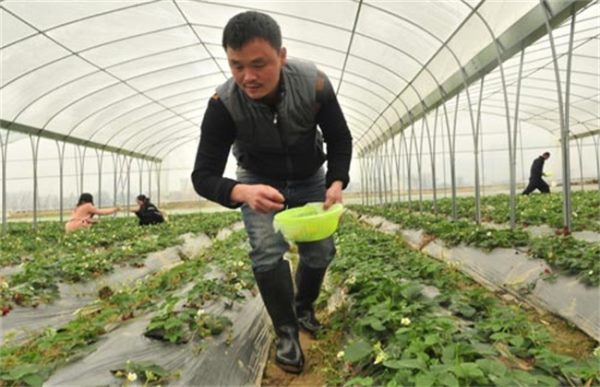 草莓冬季施肥方法