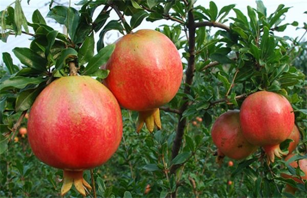 软籽石榴种植的注意事项