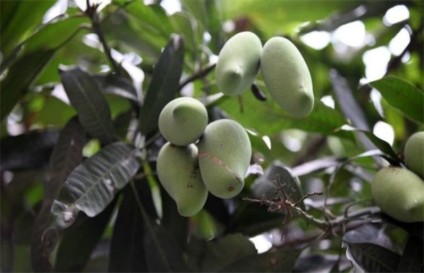 如何防治芒果日灼病
