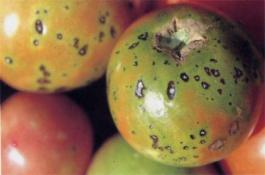 秋季西红柿的常见病害及防治