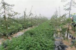 未来西兰花种子